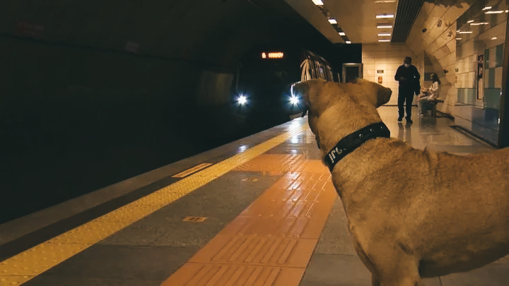 Boji the Istanbul Traveling Dog