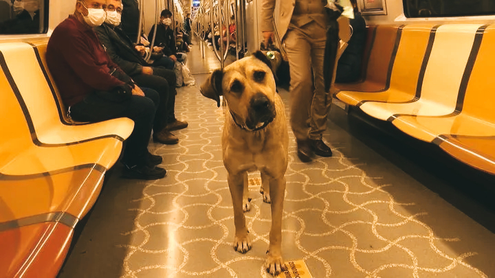 Boji the Istanbul Traveling Dog