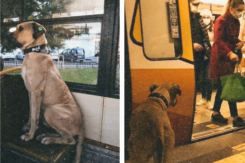 Boji the Istanbul Traveling Dog