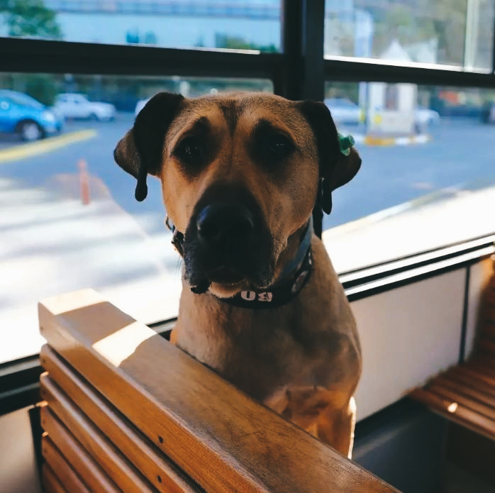 Boji the Istanbul Traveling Dog