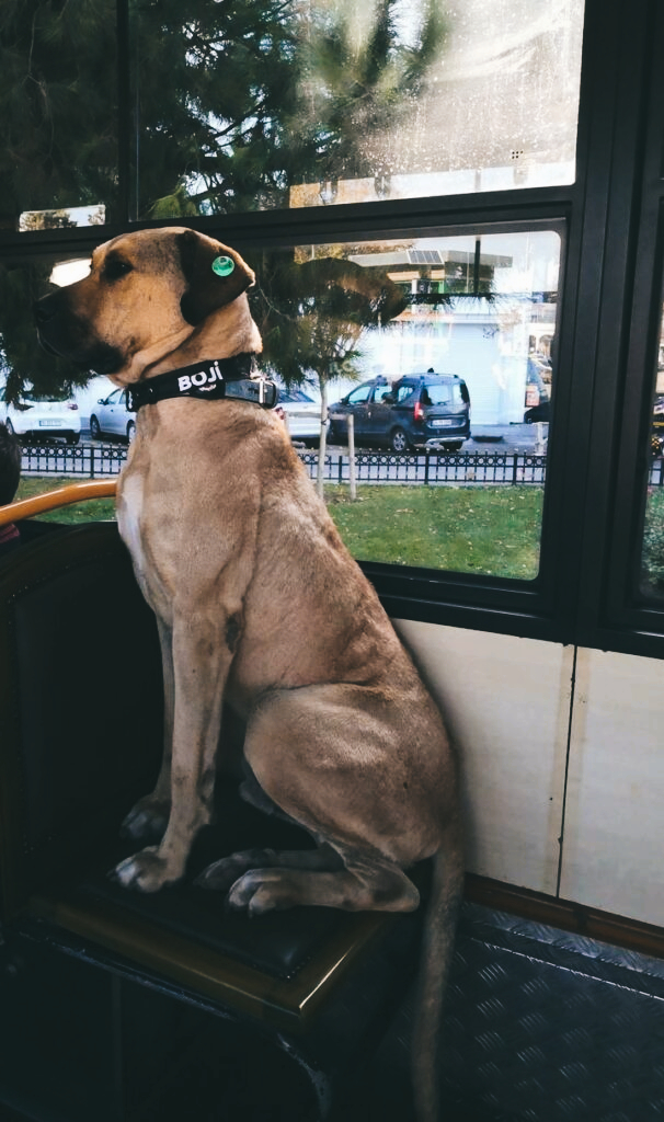 Boji the Istanbul Traveling Dog