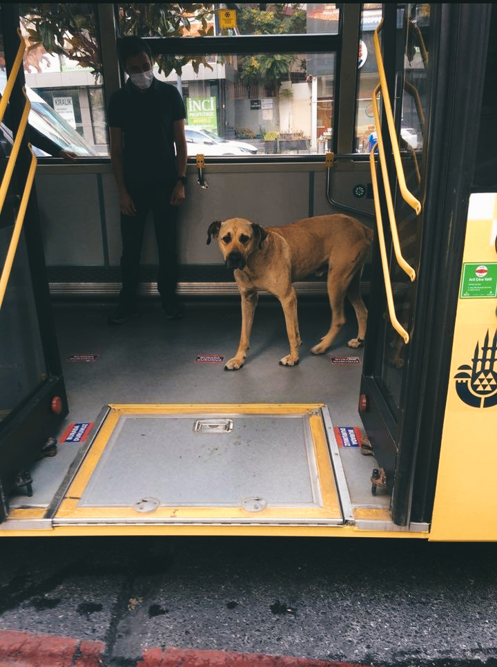 Boji the Istanbul Traveling Dog