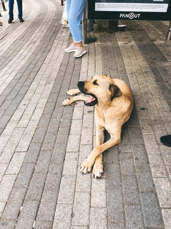 Boji the Istanbul Traveling Dog