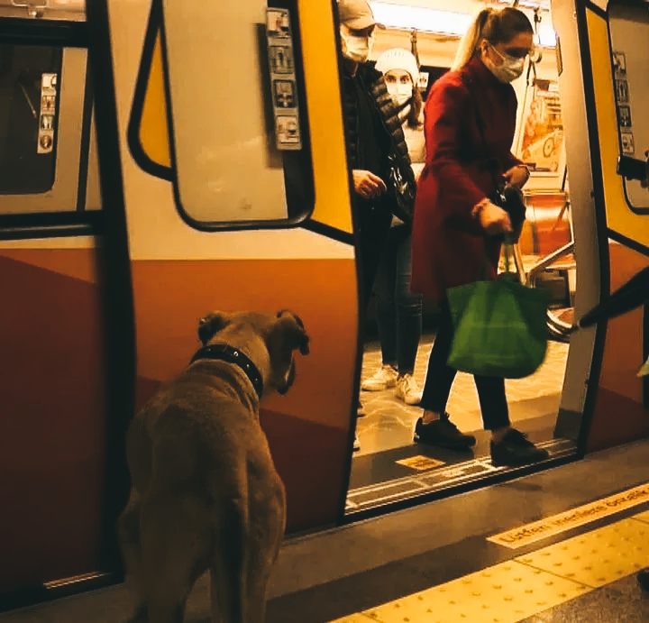 Boji the Istanbul Traveling Dog